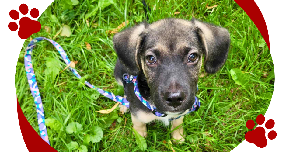 owa fraza kluczowa KRECIK. Szczeniak do adopcji, Warszawa.