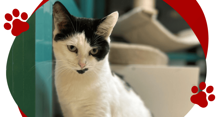 TYFONA. Kocia do adopcji.