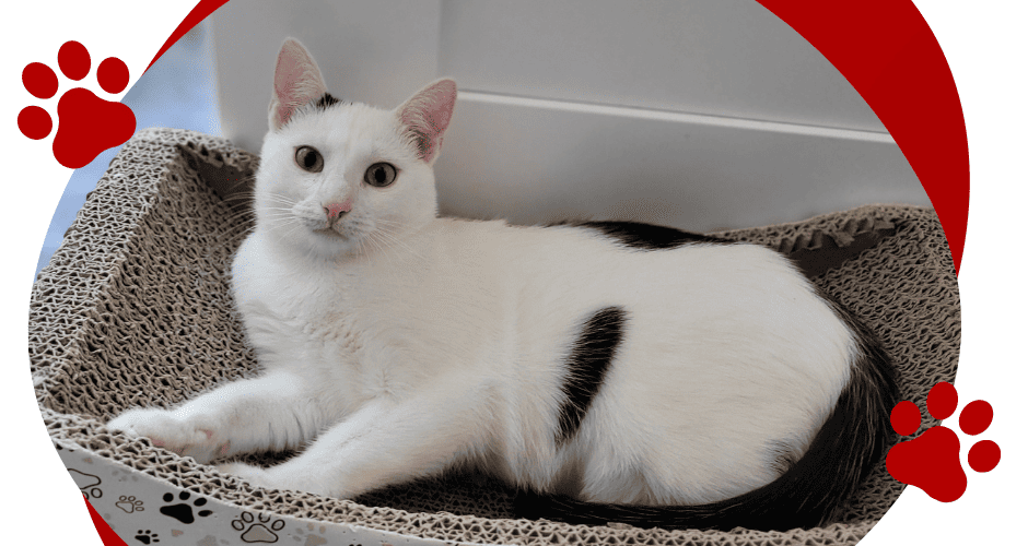 DEXTER. Kociak do adopcji, Warszawa.