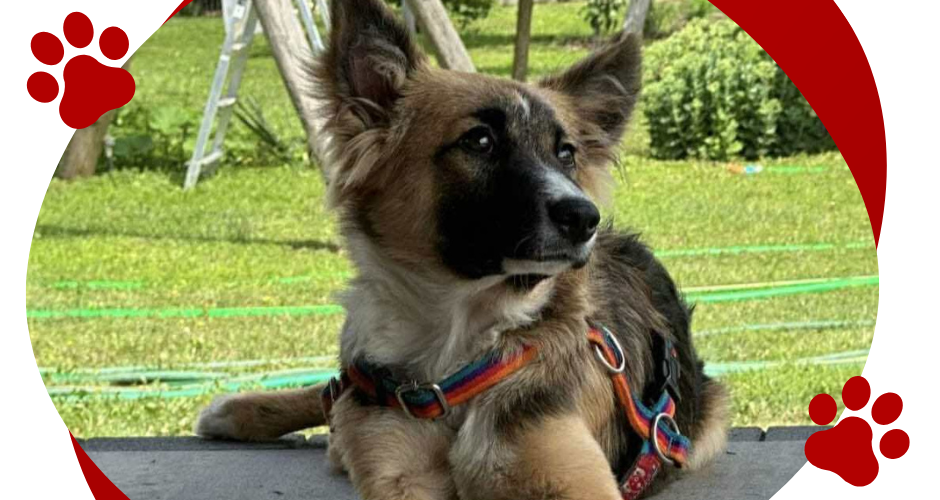SOJA