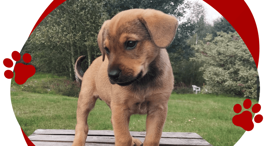 KODI. Piesek szuka domu.
