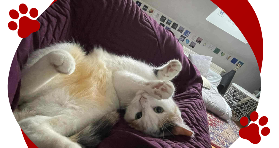 ATHENA – słodka kotka.