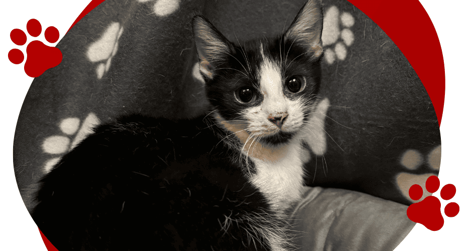 ENEA – urocza kotka.