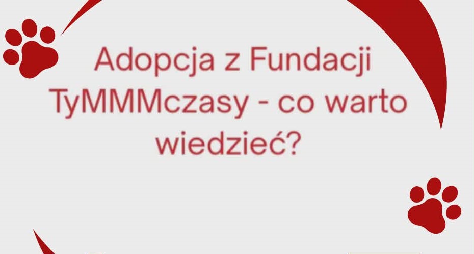 Adopcja z Fundacji TyMMMczasy – ważne informacje