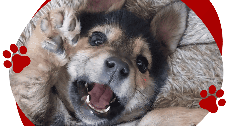 MILO