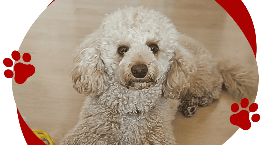 NELI