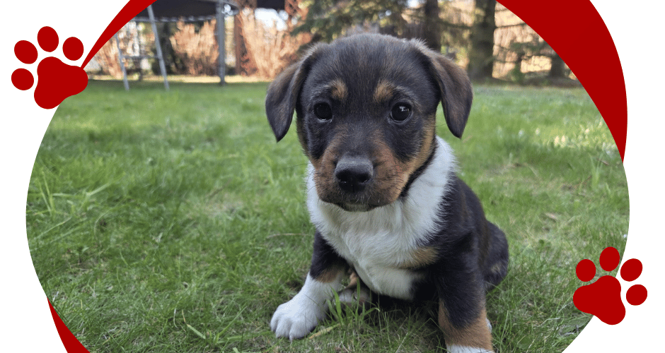 TOBI