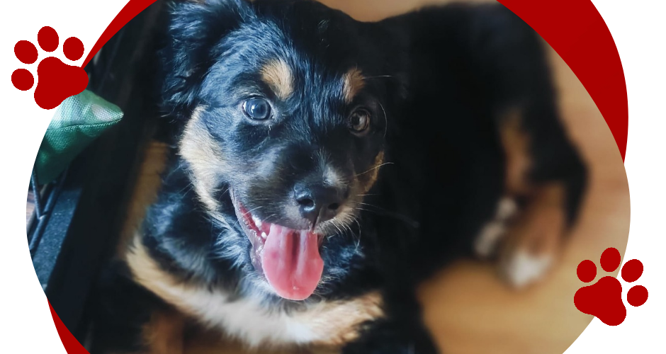 PUMBA