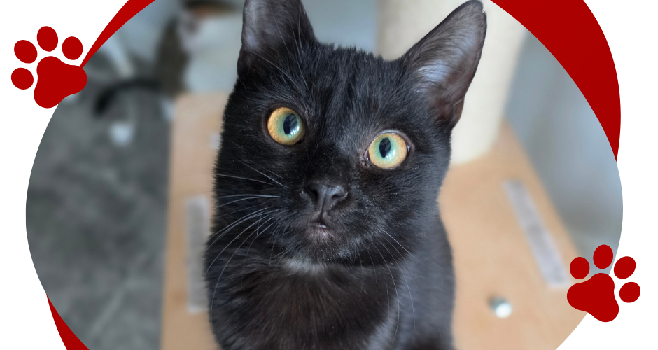 LOKI