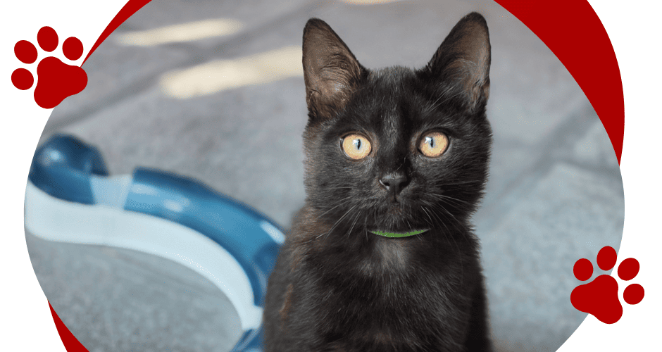 LOKI