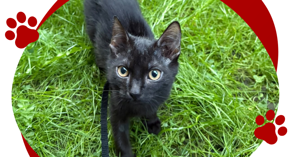 ENERGOL