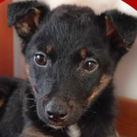 DŻIMI. Szczeniak do adopcji, Warszawa.