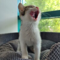 BORA (2) BORA (2)